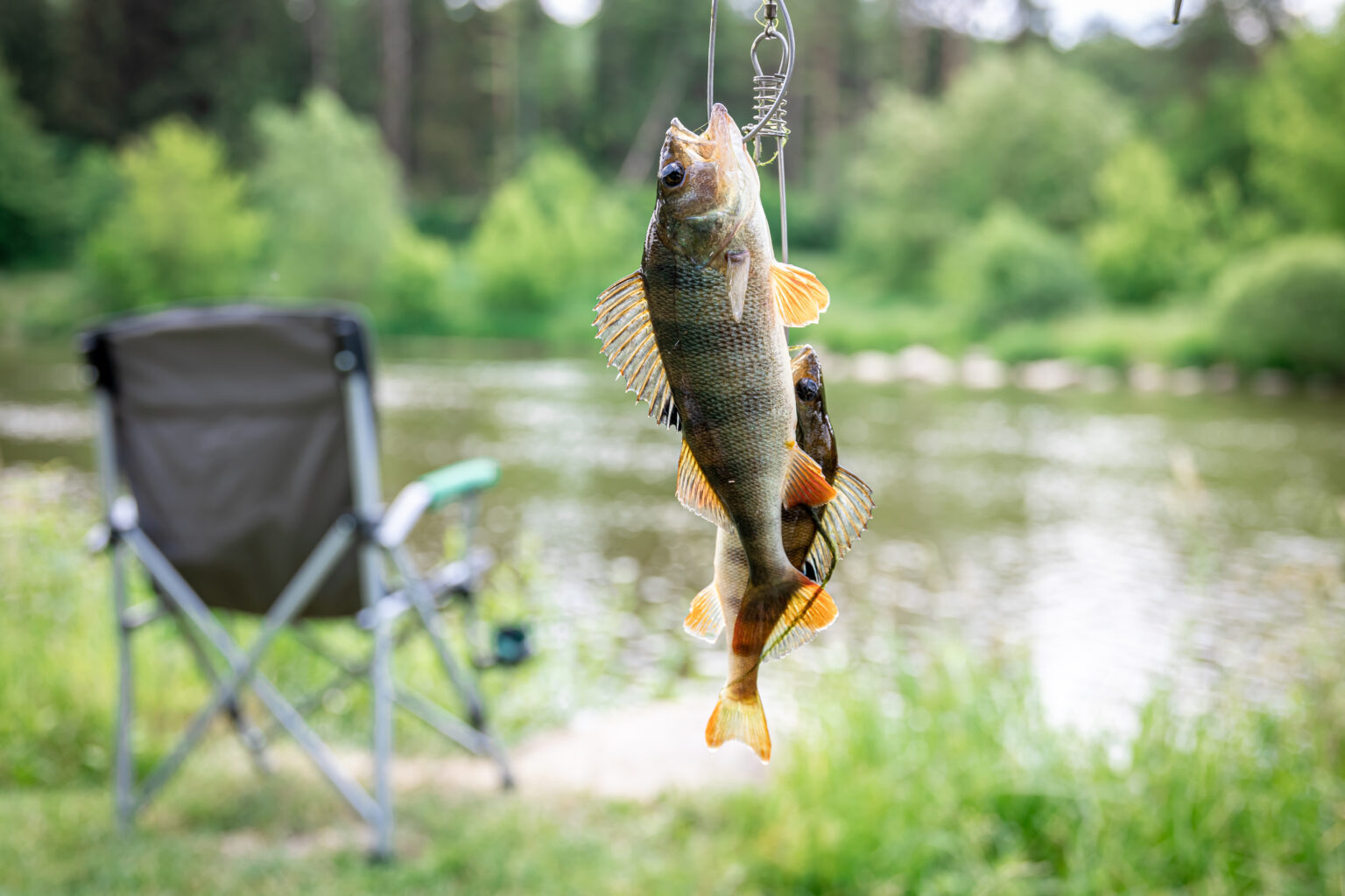 perch on fishing rod on a blurred lake background.