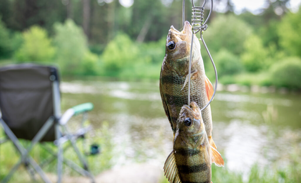 perch on fishing rod on a blurred lake background.