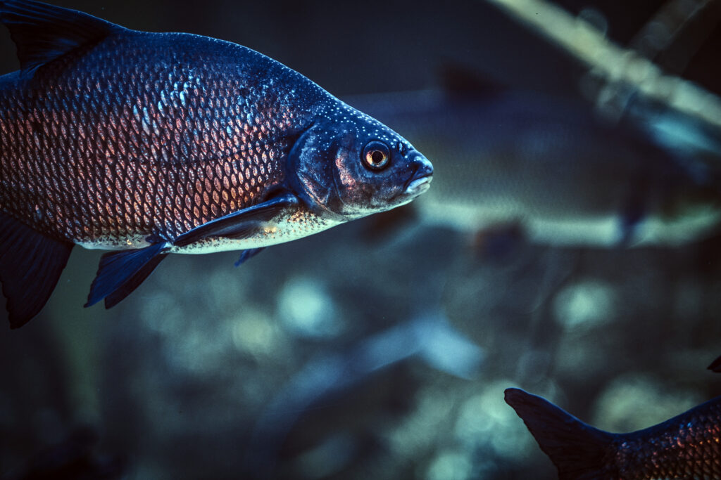 photo of a fish, life underwater in the oceanarium