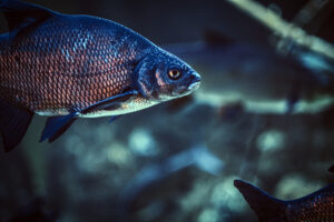 photo of a fish, life underwater in the oceanarium